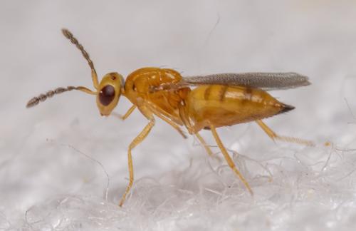 Tetrastichinae